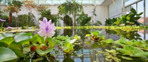 3 Motivi per visitare l'orto Botanico di Padova in Estate